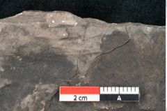 Foto (Detailansicht) von Echitonium superstes Unger (NHMW-GEO-2024-0188-8011)